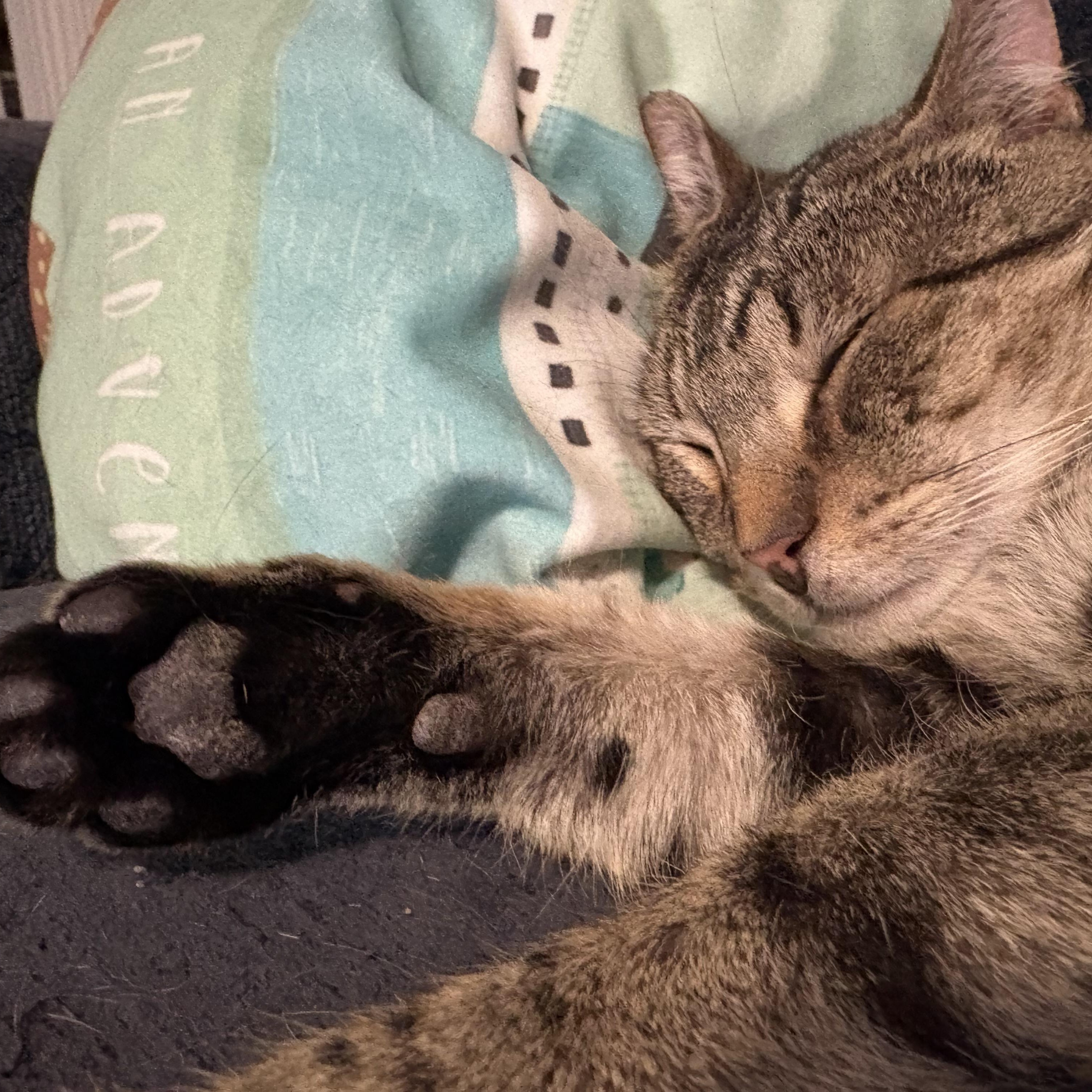 Enlarge Val, an adopted mixed breed in Hyattsville, MD image 6/6