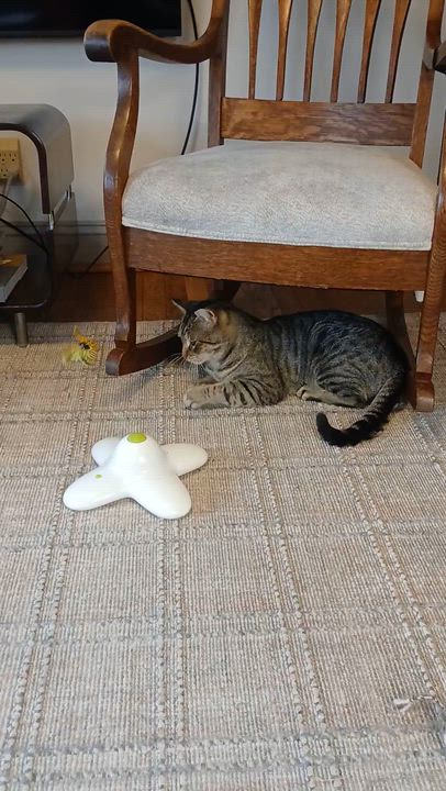 Enlarge Val, an adopted mixed breed in Hyattsville, MD video 2/6