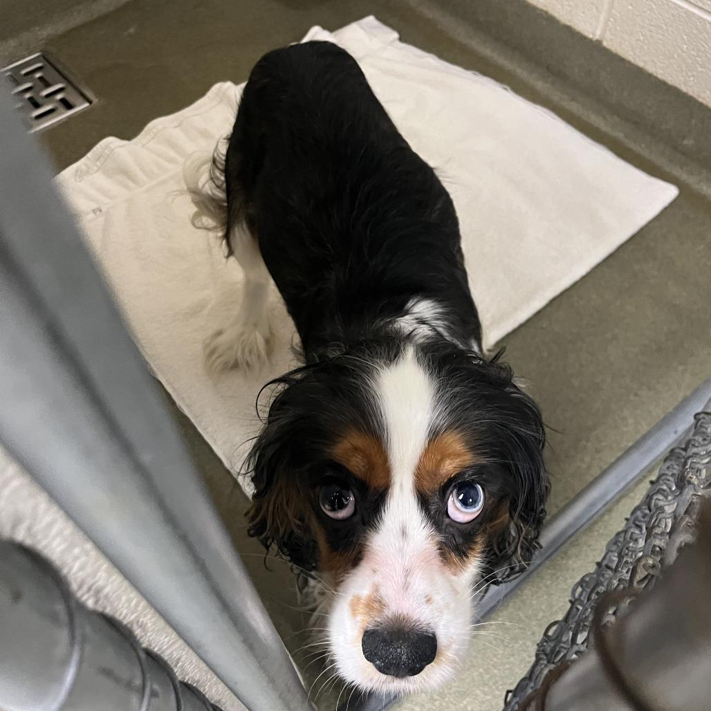 71073, Adoptable, Adult Male Cavalier King Charles Spaniel & Cocker Spaniel.