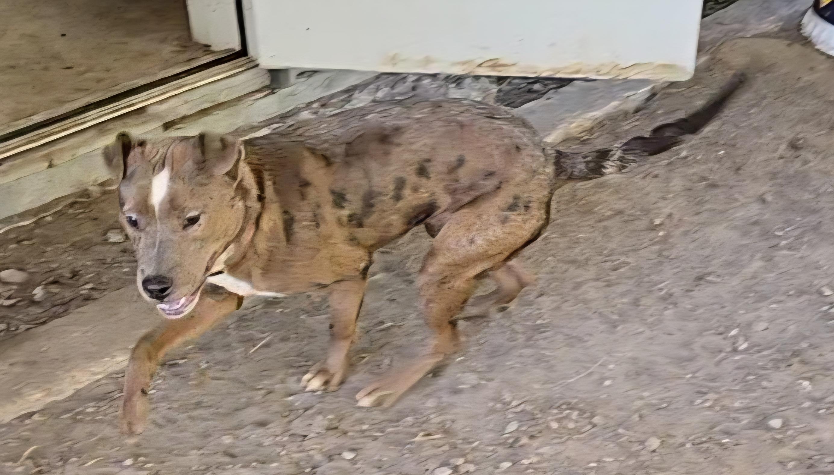 Enlarge Emerson, a Adoptable Mixed Breed in McCrory, AR image 1/2