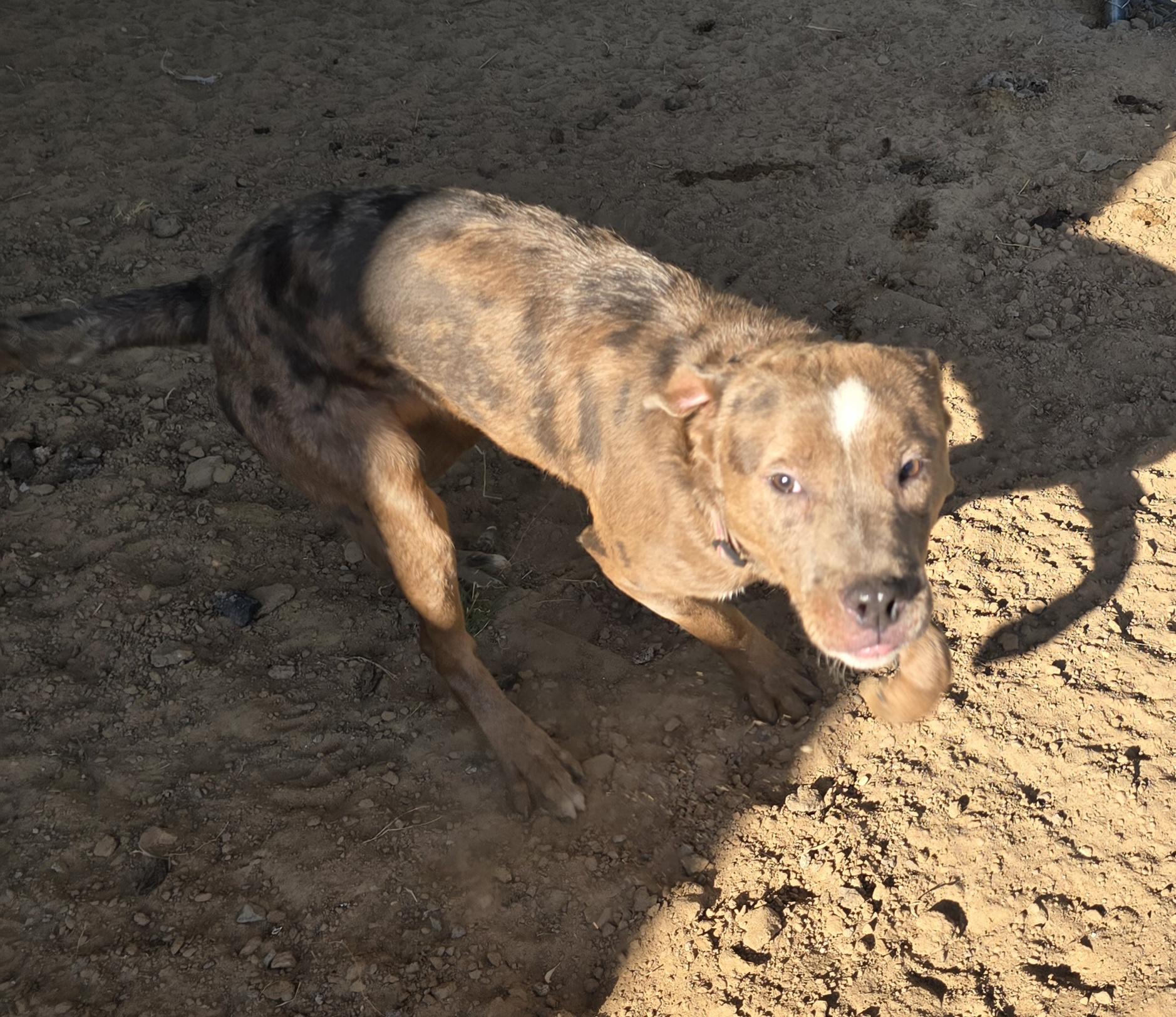 Enlarge Emerson, a Adoptable Mixed Breed in McCrory, AR image 2/2