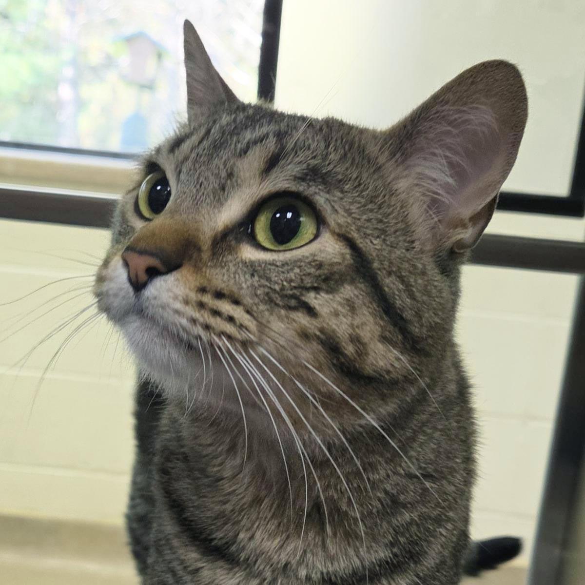 Harley, Adoptable, Adult Male Domestic Short Hair.