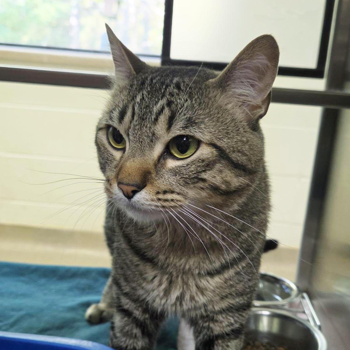 Enlarge Harley, a Adoptable Domestic Short Hair in Plover, WI image 2/3