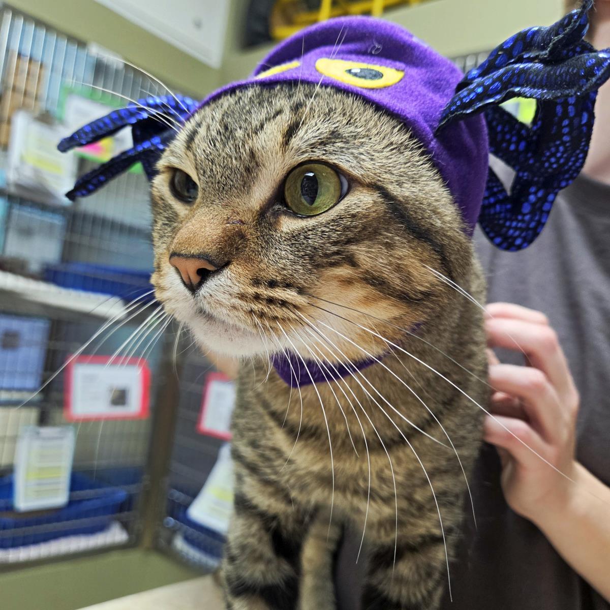 Enlarge Harley, a Adoptable Domestic Short Hair in Plover, WI image 3/3