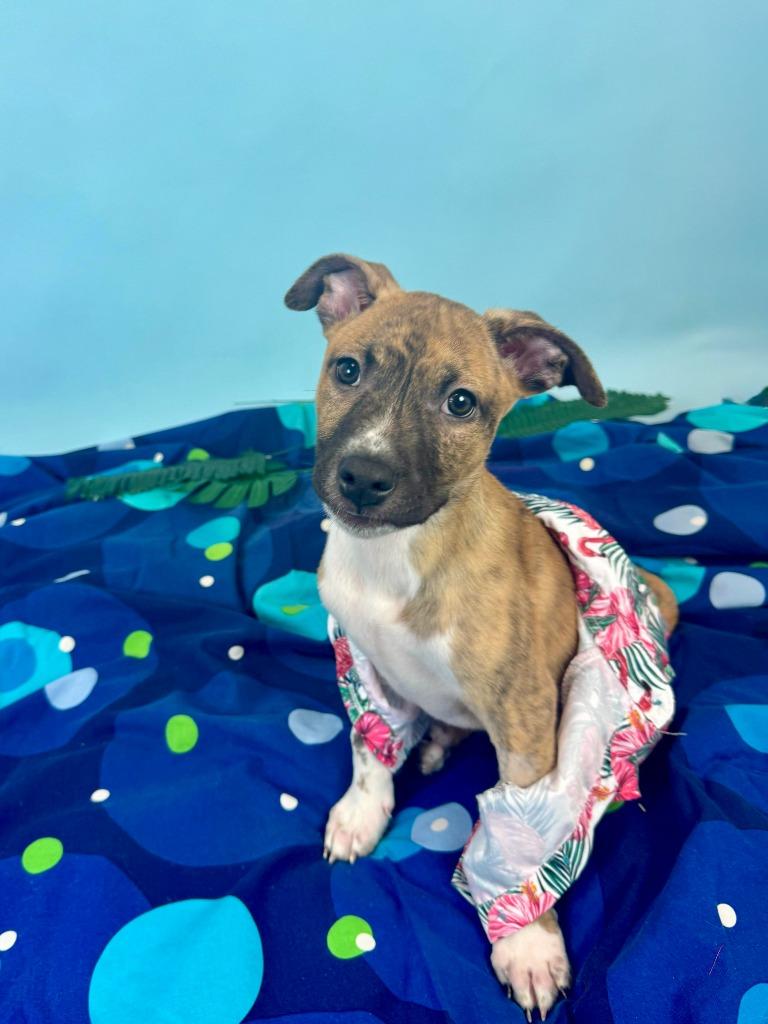 Shark, Adoptable, Puppy Male Pit Bull Terrier & Cattle Dog.