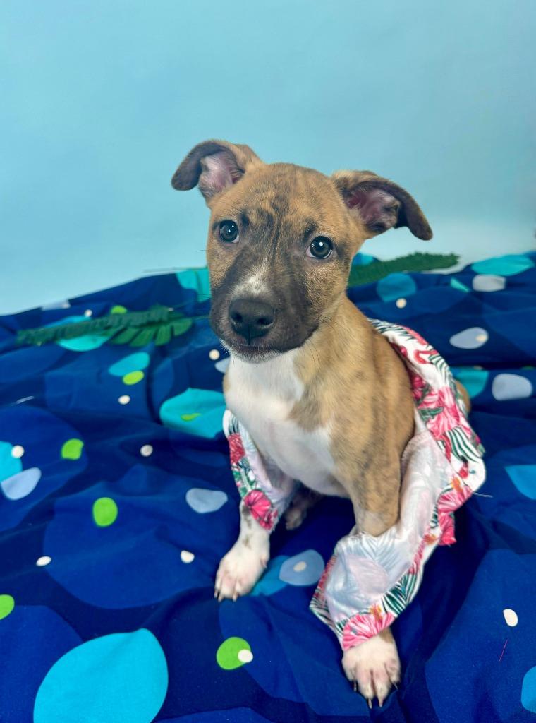 Enlarge Shark, a Adoptable mixed breed in Phoenix, AZ image 2/6