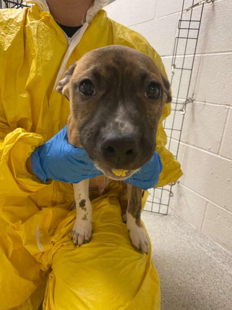 Enlarge Shark, a Adoptable mixed breed in Phoenix, AZ image 3/6