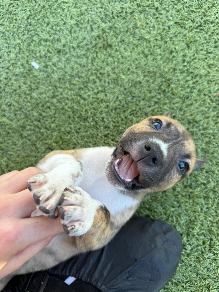 Enlarge Shark, a Adoptable mixed breed in Phoenix, AZ image 5/6