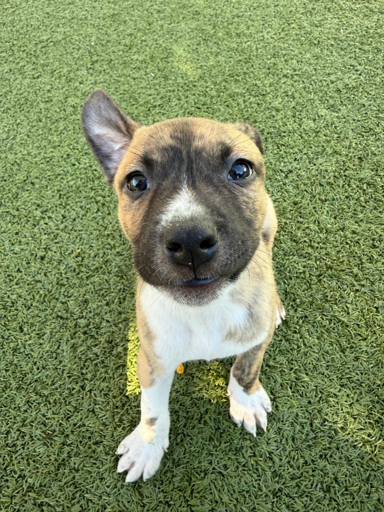 Enlarge Shark, a Adoptable mixed breed in Phoenix, AZ image 6/6