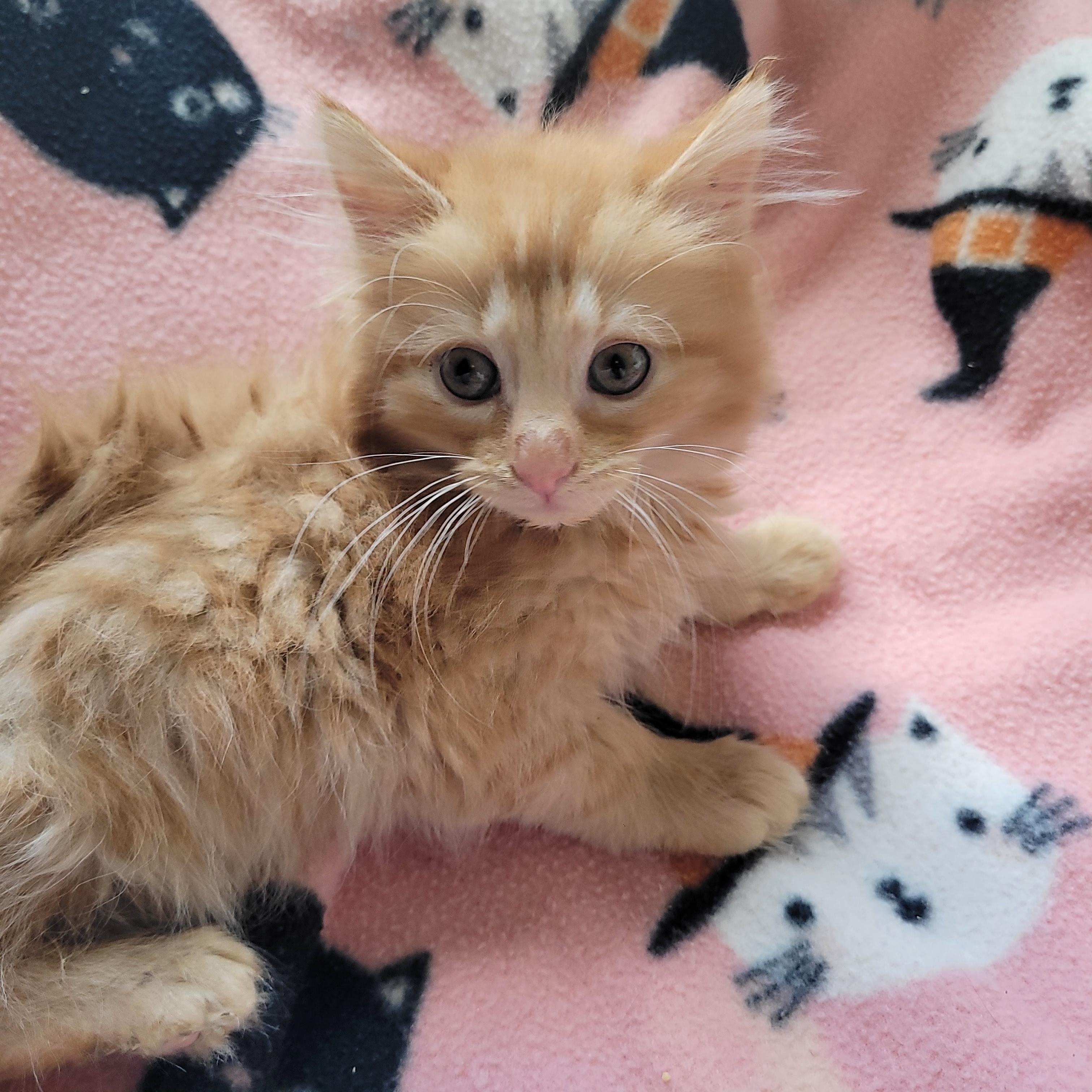 Jensen, an adoptable Domestic Long Hair in Indianapolis, IN image 5/6