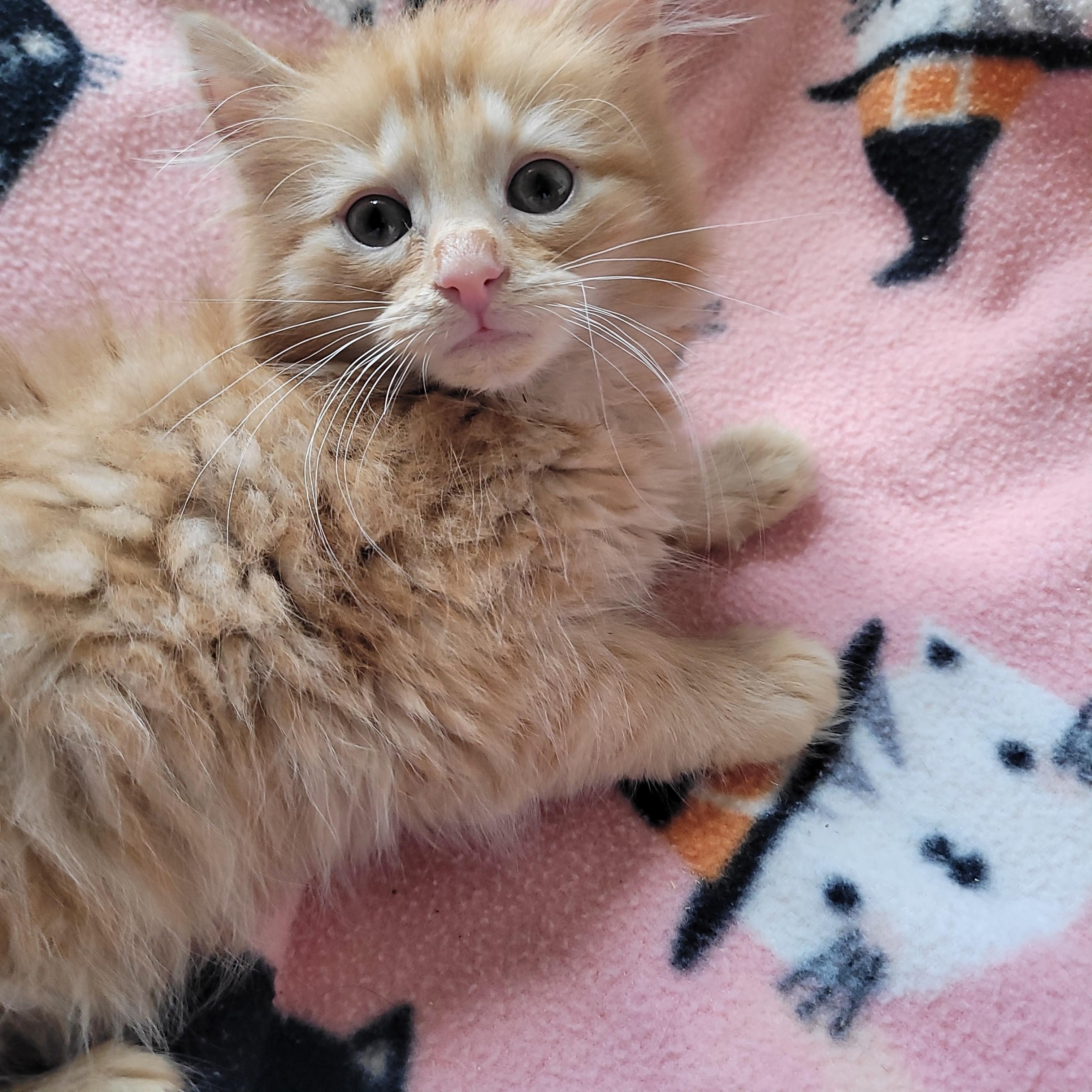 Jensen, an adoptable Domestic Long Hair in Indianapolis, IN image 3/6