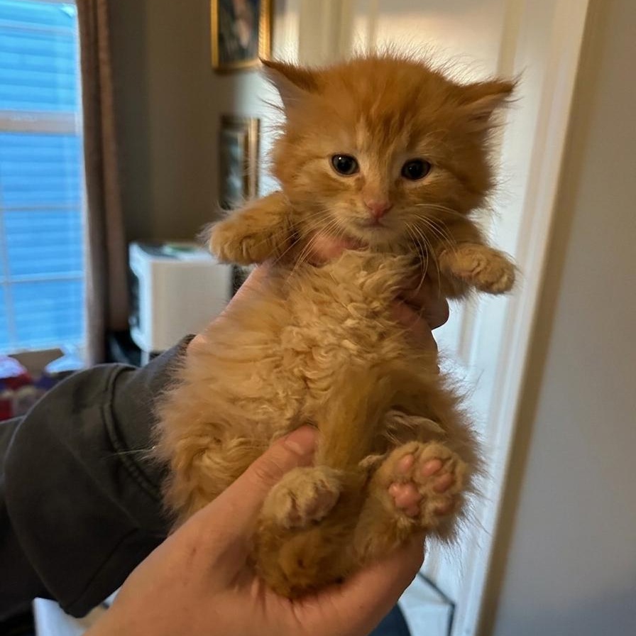 Jensen, an adoptable Domestic Long Hair in Indianapolis, IN image 4/6