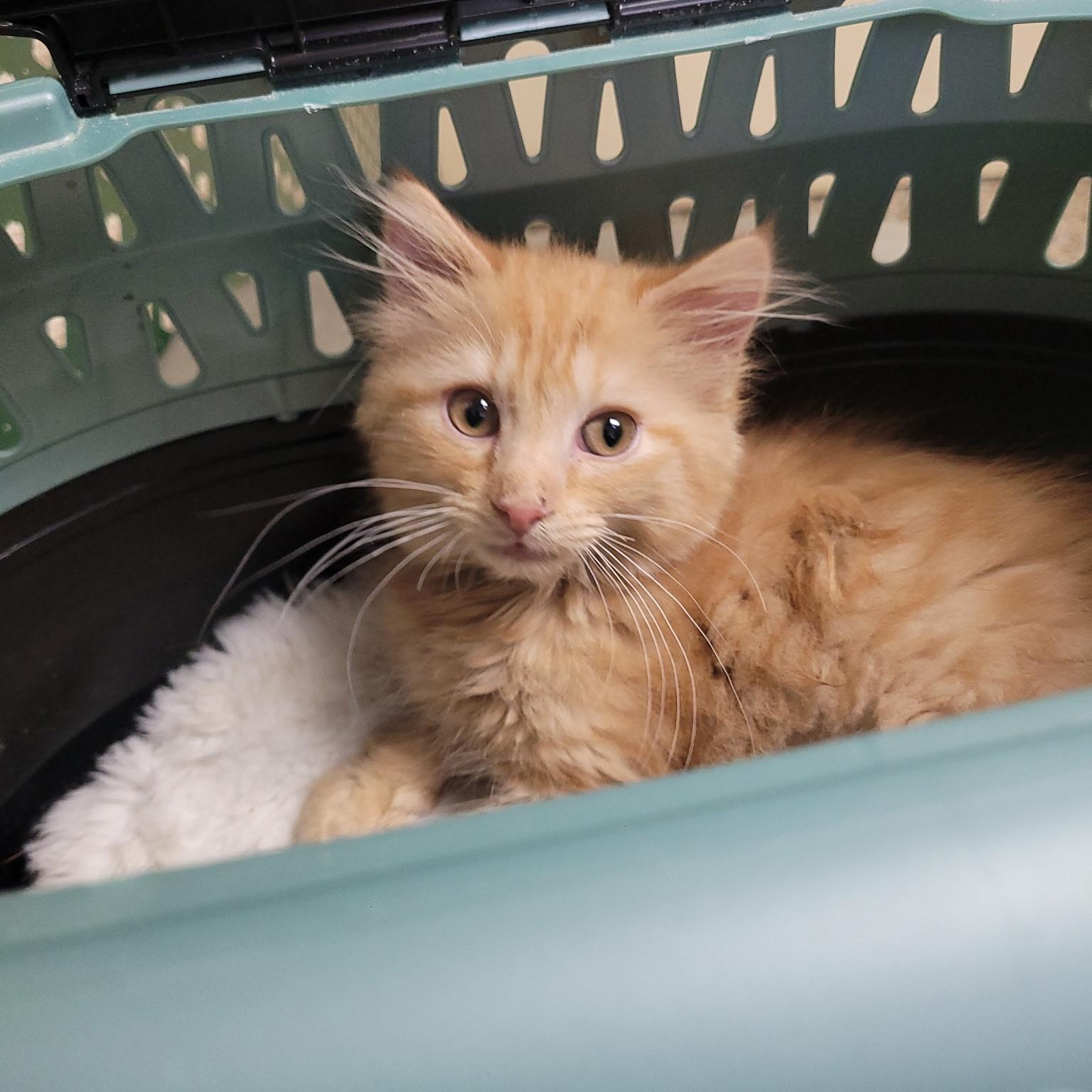 Jensen, an adoptable Domestic Long Hair in Indianapolis, IN image 6/6