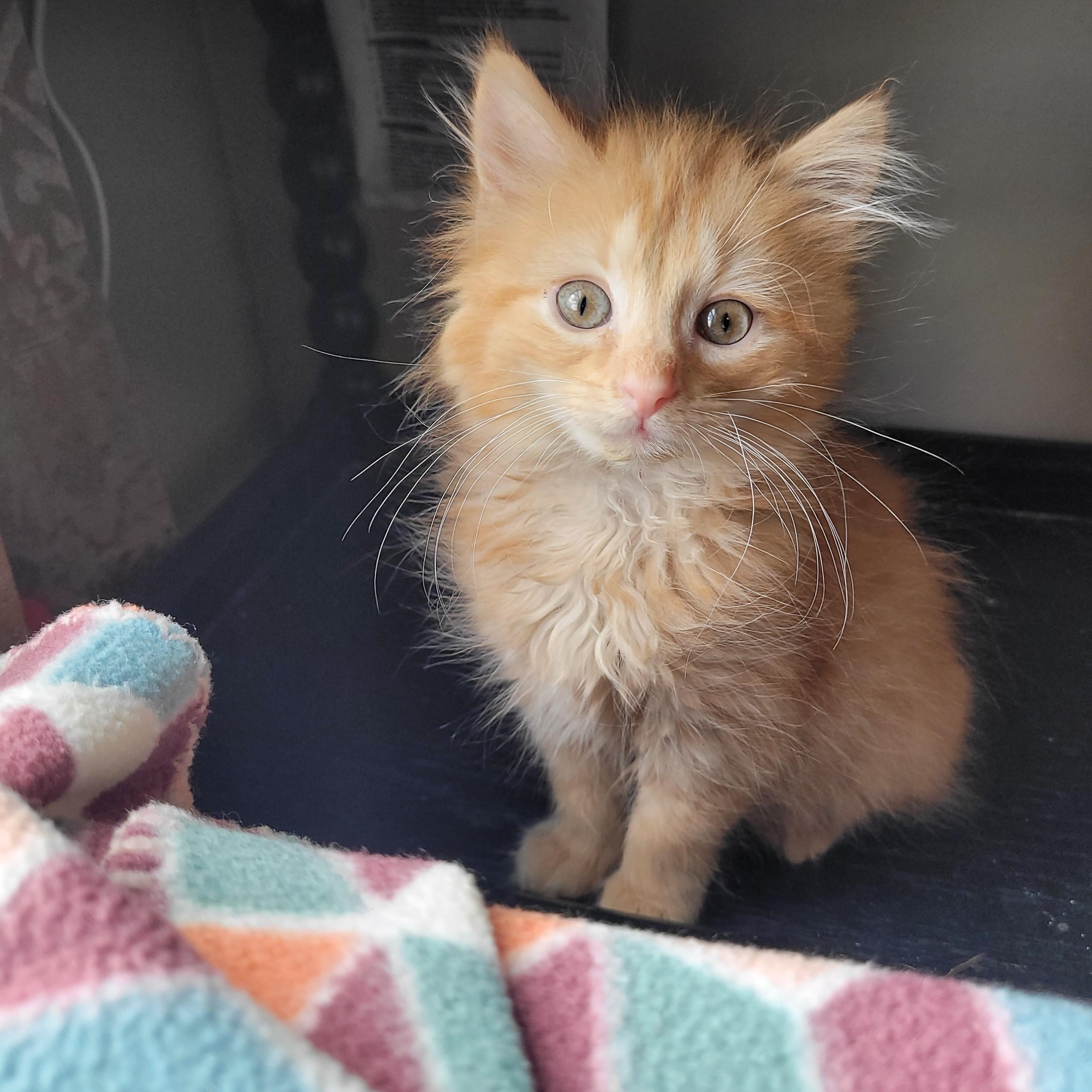 Jensen, an adoptable Domestic Long Hair in Indianapolis, IN image 2/6