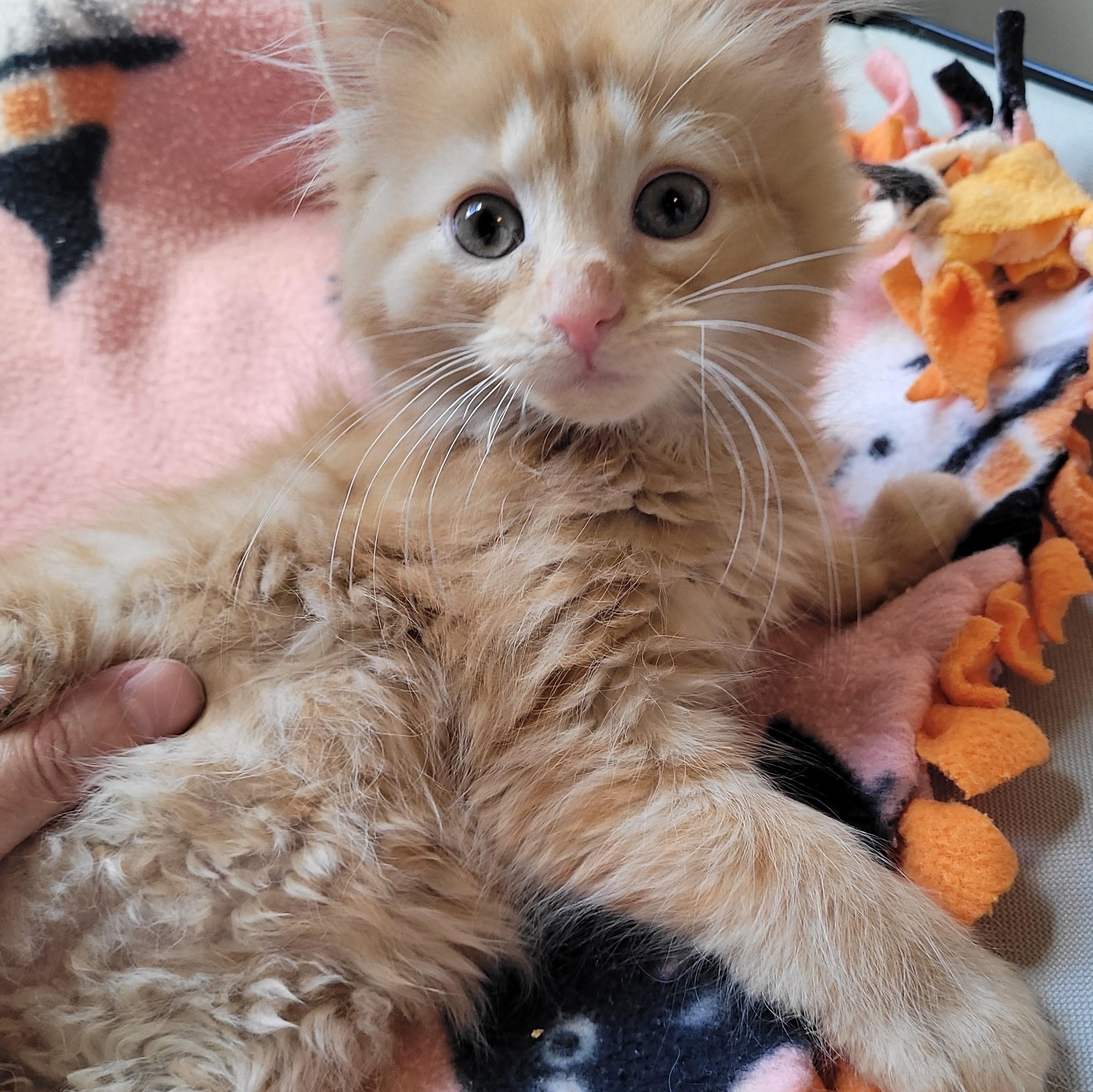 Jensen, adoptable, Kitten Female Domestic Long Hair.