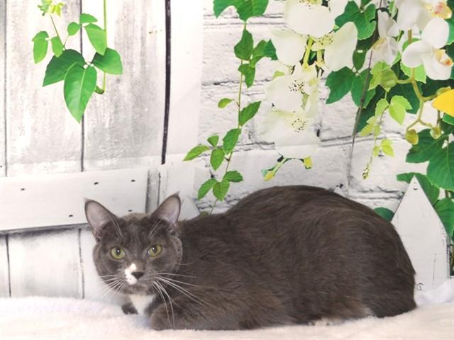 MENACE, Adoptable, Adult Male Domestic Short Hair & Domestic Short Hair.