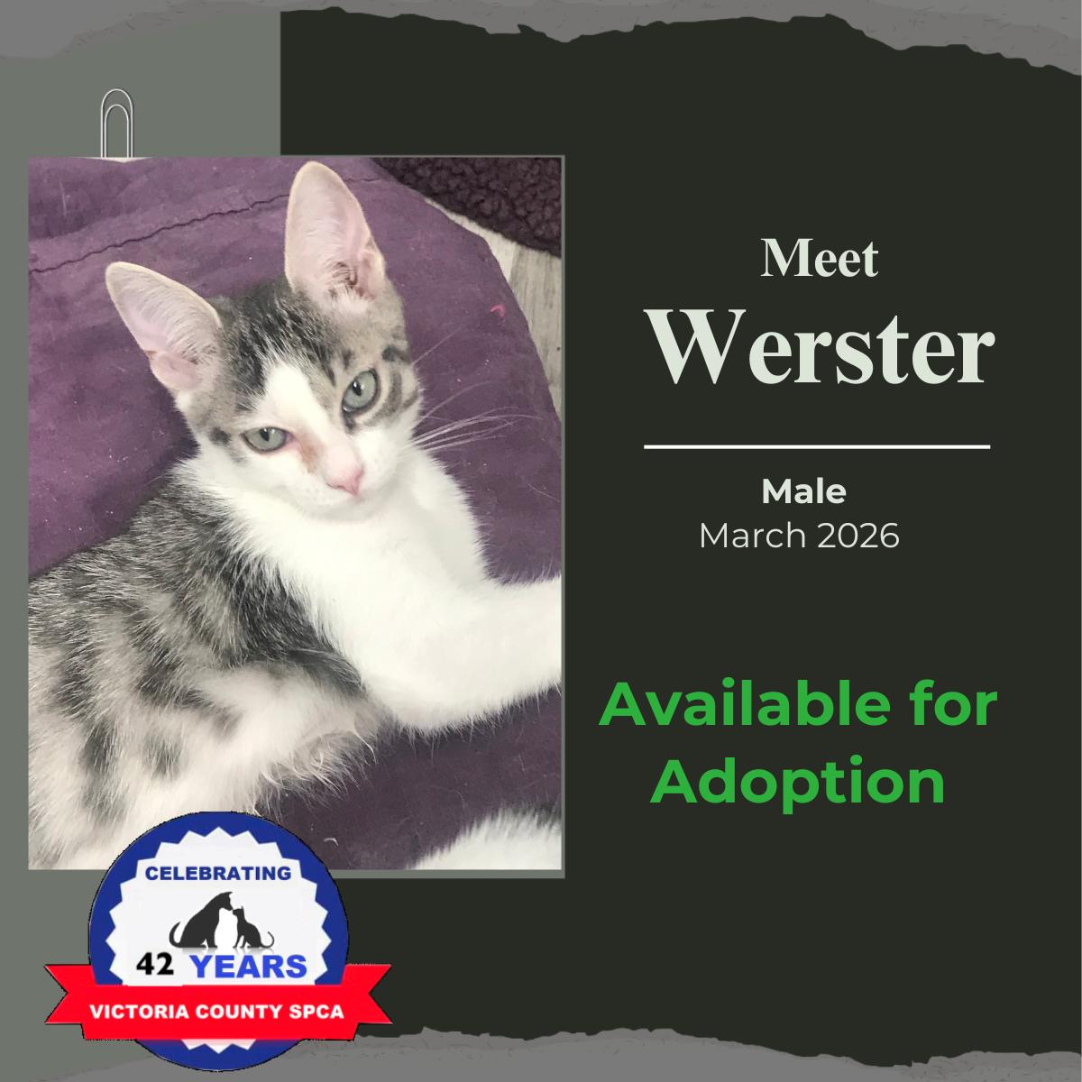 Werster, Adoptable, Young Male Domestic Short Hair.