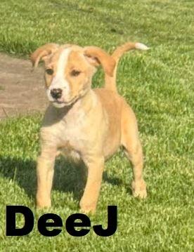 Enlarge DeeJ, a Adopted Labrador Retriever in Owatonna, MN image 1/2