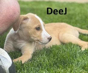 Enlarge DeeJ, a Adopted Labrador Retriever in Owatonna, MN image 2/2