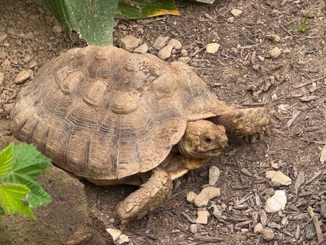 Sulcata Tortoises, Adopted, Young Unknown Sulcata.