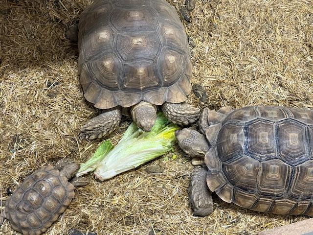 Sulcata Tortoises, Adopted, Young Unknown Sulcata.