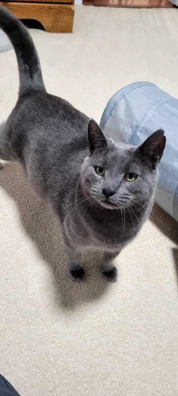 Enlarge Rusty, a Adoptable Domestic Short Hair in Bellefonte, PA image 2/4