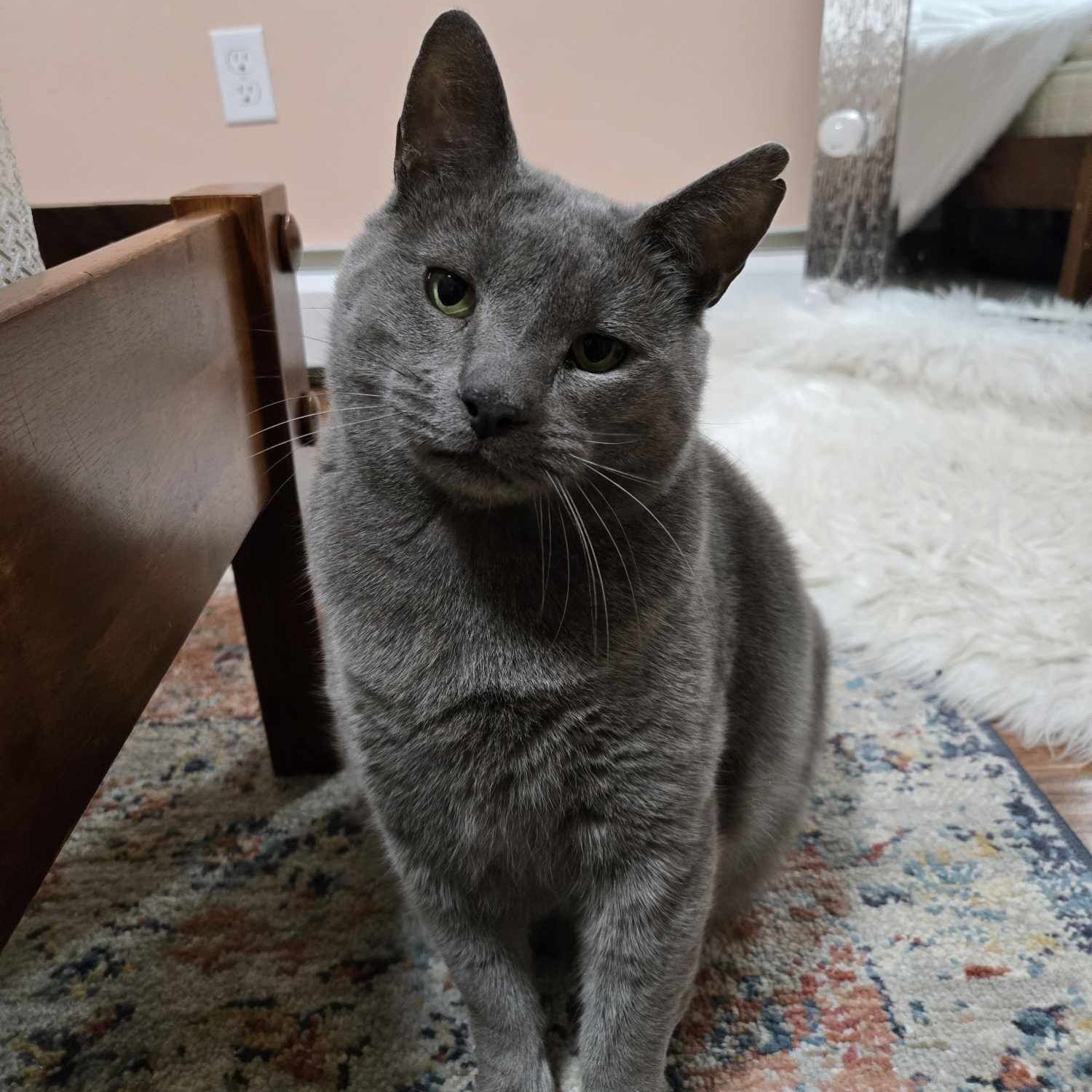 Enlarge Rusty, a Adoptable Domestic Short Hair in Bellefonte, PA image 1/4