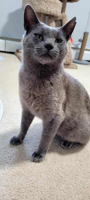 Enlarge Rusty, a Adoptable Domestic Short Hair in Bellefonte, PA image 4/4