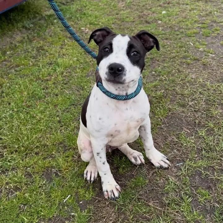 Coral, a ADOPTABLE mixed breed in Mount Pleasant, SC image 2/2