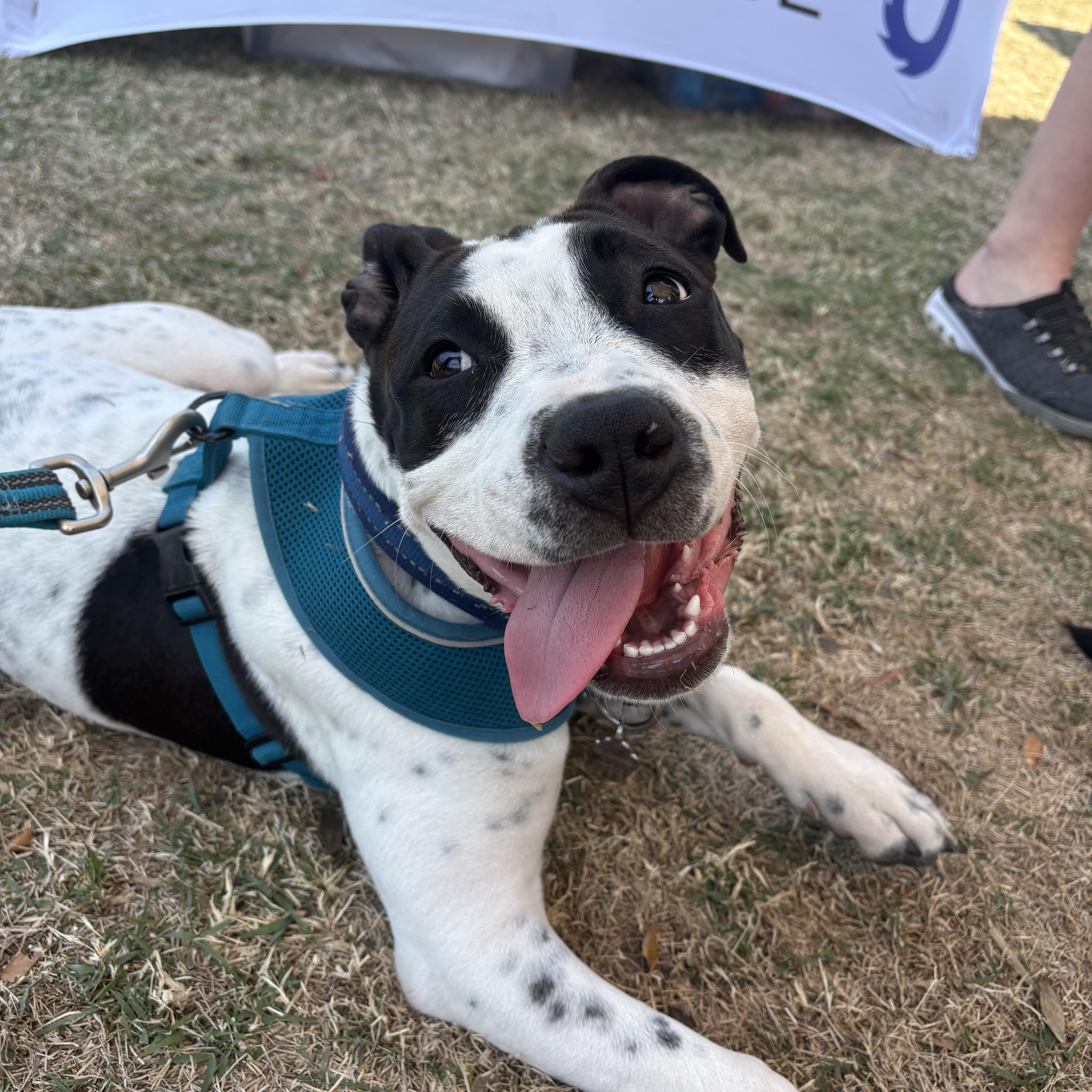 Coral, a ADOPTABLE mixed breed in Mount Pleasant, SC image 1/2