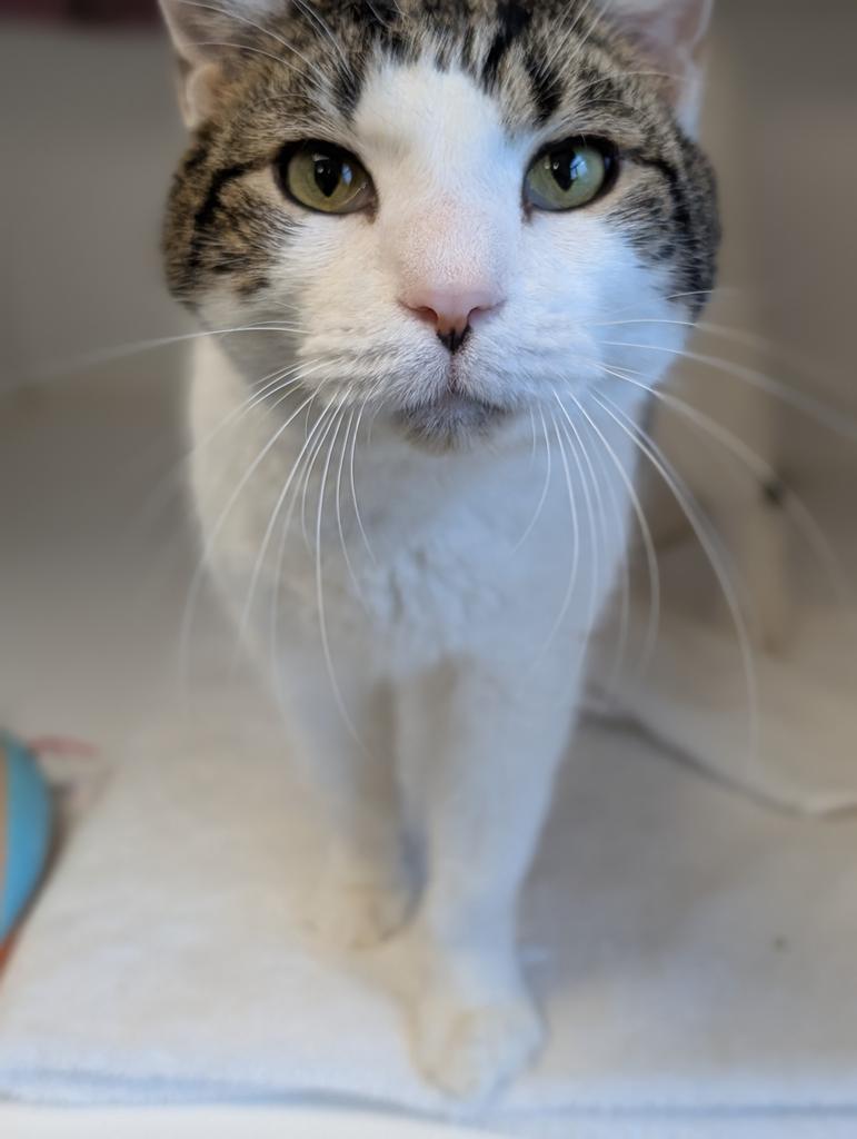 Enlarge Pax, a Adoptable mixed breed in Greenfield, IN image 1/5