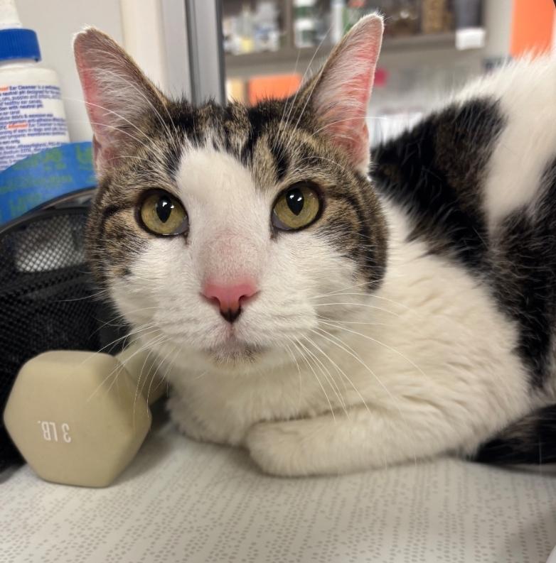 Enlarge Pax, a Adoptable mixed breed in Greenfield, IN image 2/5