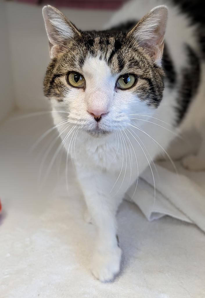 Enlarge Pax, a Adoptable mixed breed in Greenfield, IN image 3/5