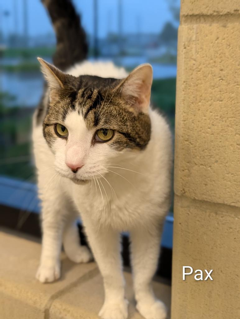 Pax, a Adoptable mixed breed in Greenfield, IN image 4/6