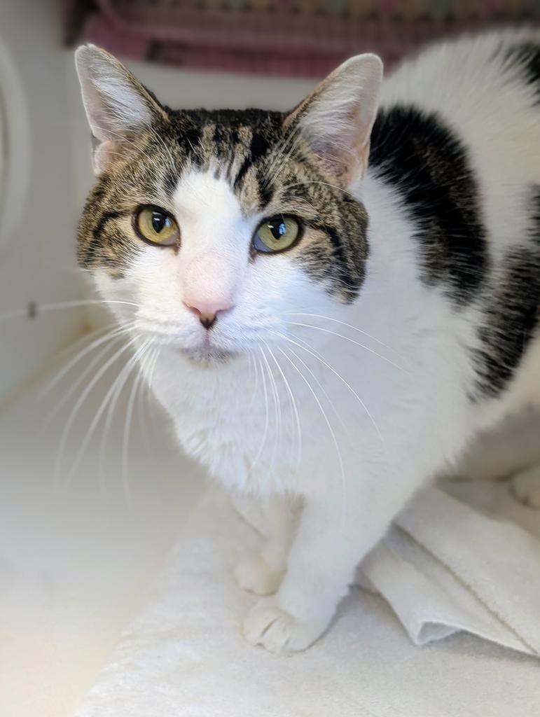 Enlarge Pax, a Adoptable mixed breed in Greenfield, IN image 4/5