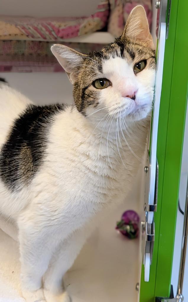 Enlarge Pax, a Adoptable mixed breed in Greenfield, IN image 5/5