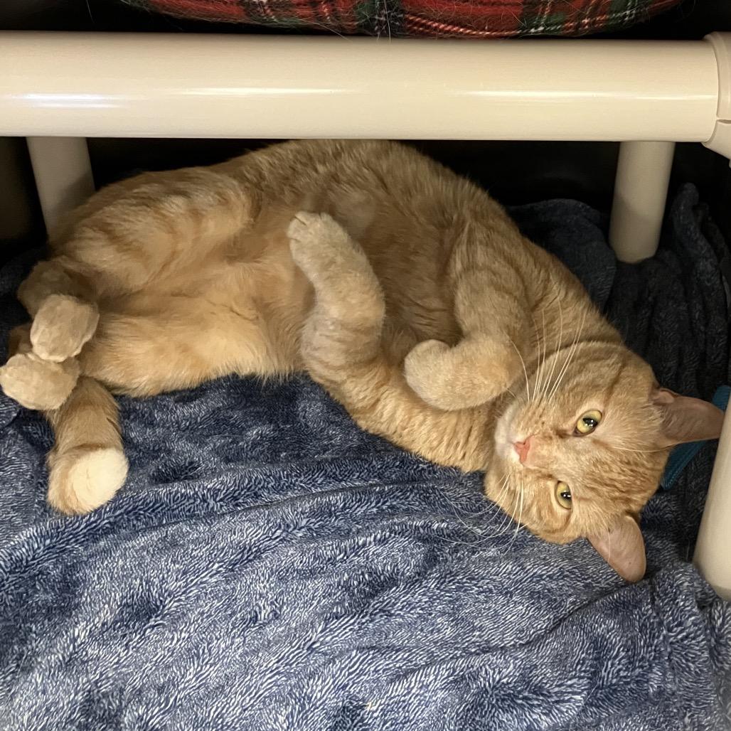 Gordita Supreme, Adoptable, Adult Male Domestic Short Hair.