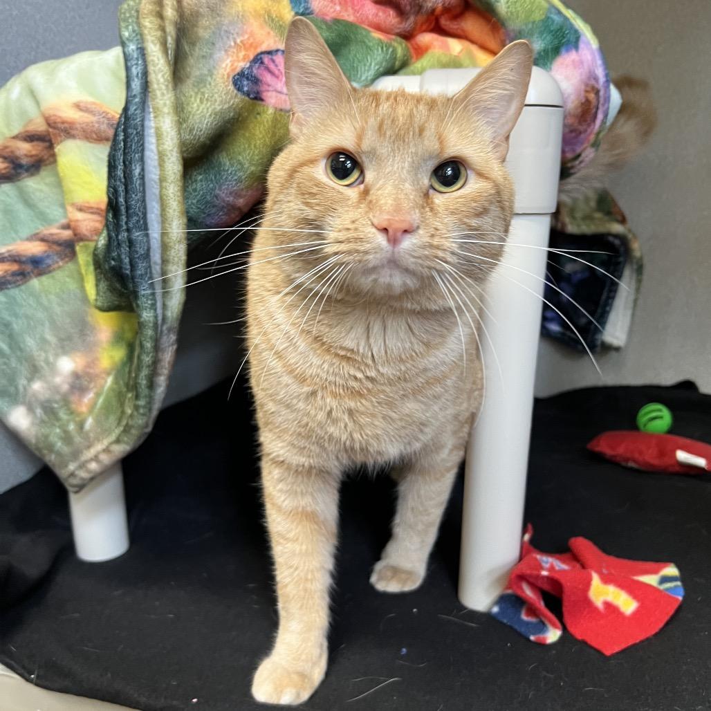 Gordita Supreme, Adoptable, Adult Male Domestic Short Hair.