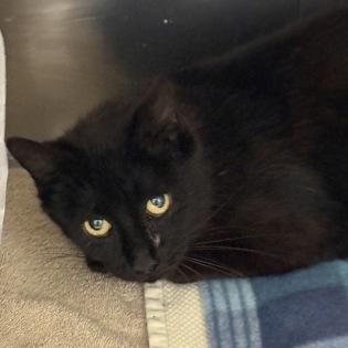 Captain Nirvana, adopted, Adult Male Domestic Short Hair.