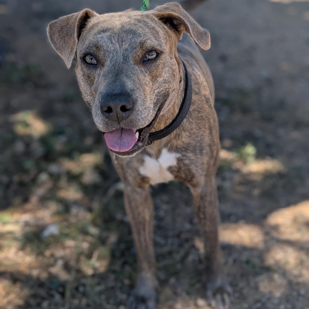 Petunia, Adoptable, Adult Female Plott Hound & Mixed Breed.