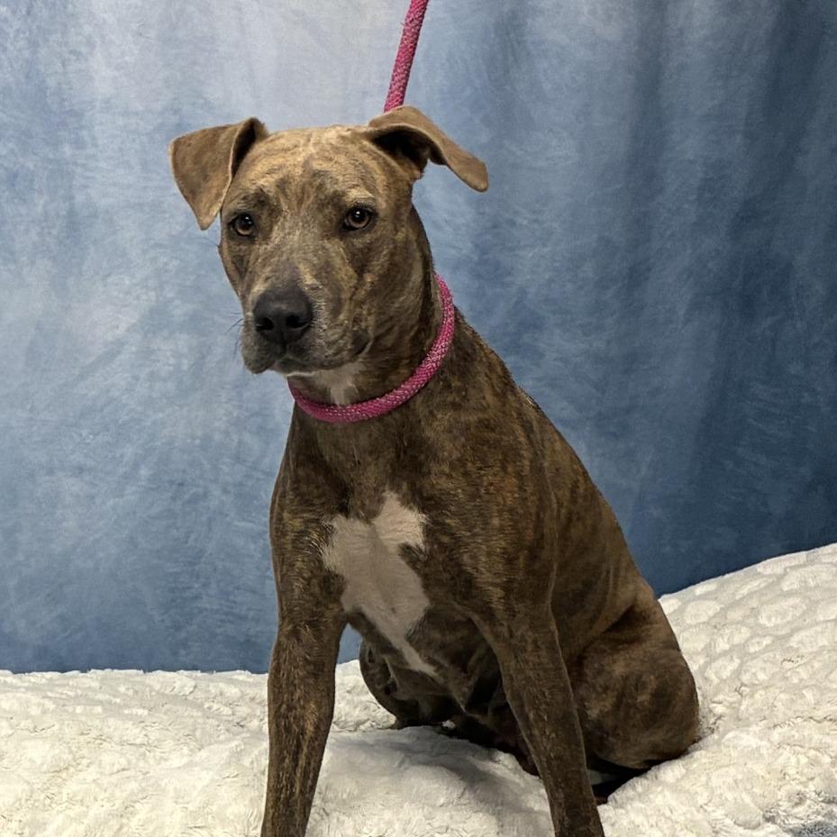 Petunia, a Adoptable mixed breed in Buchanan Dam, TX image 1/3