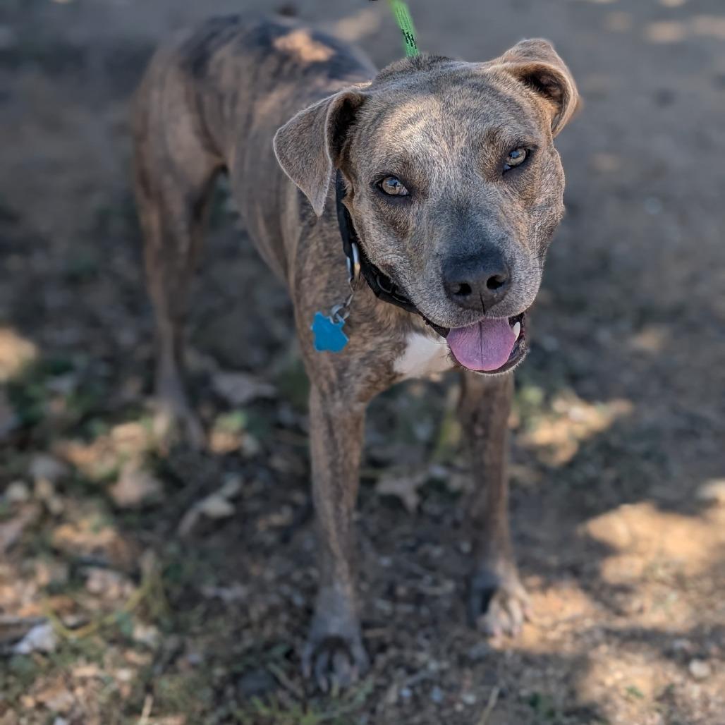 Petunia, a Adoptable mixed breed in Buchanan Dam, TX image 3/5