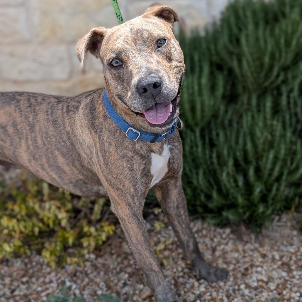 Petunia, a Adoptable mixed breed in Buchanan Dam, TX image 2/3