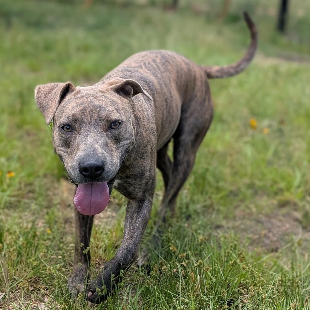 Petunia, a Adoptable mixed breed in Buchanan Dam, TX image 3/3