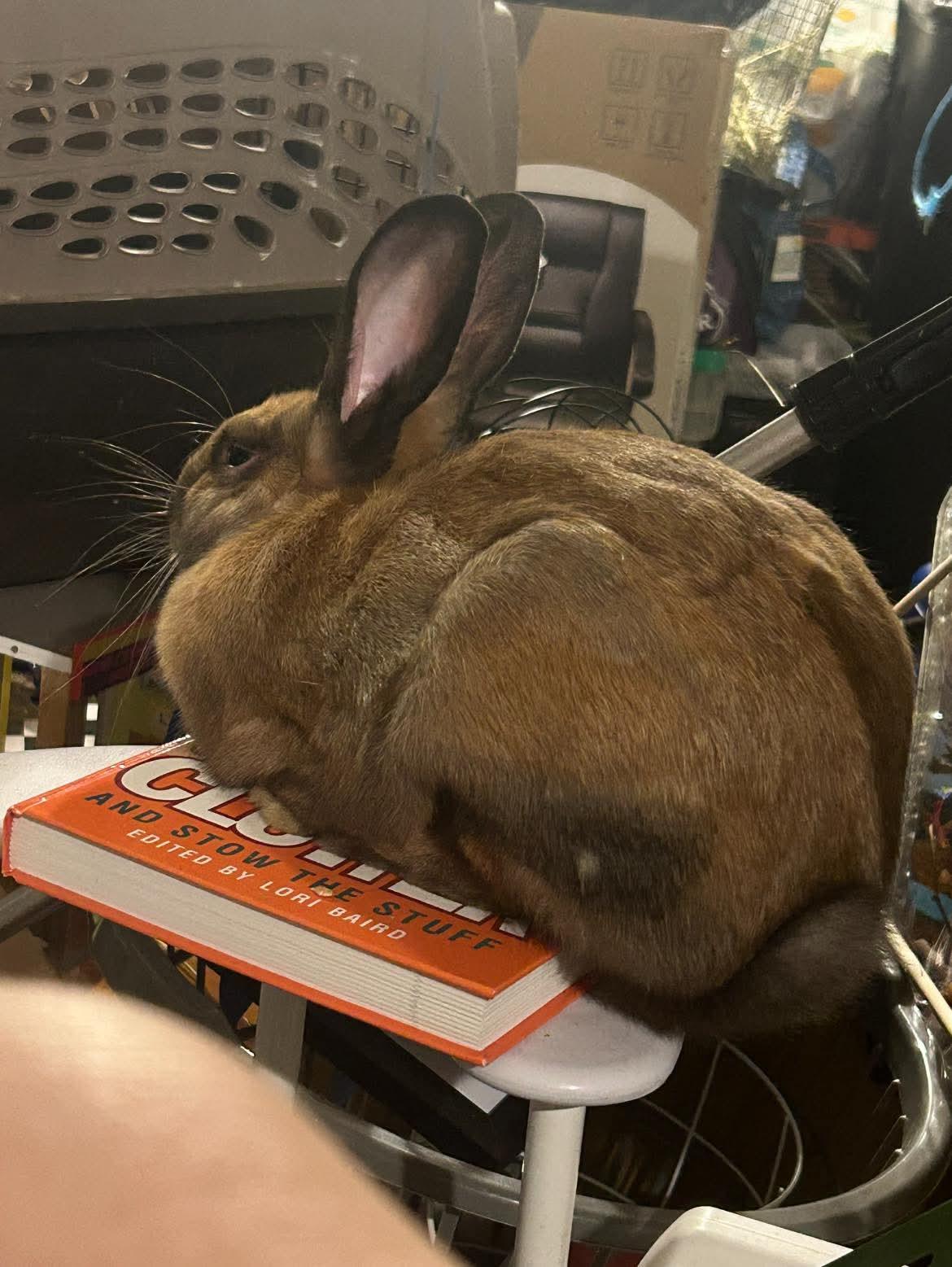 Roux, a Adoptable mixed breed in Paradis, LA image 1/2