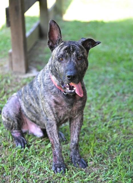 Enlarge FRIENDLY FRED - waiting to bring his love, a ADOPTABLE mixed breed in Underhill, VT image 3/4