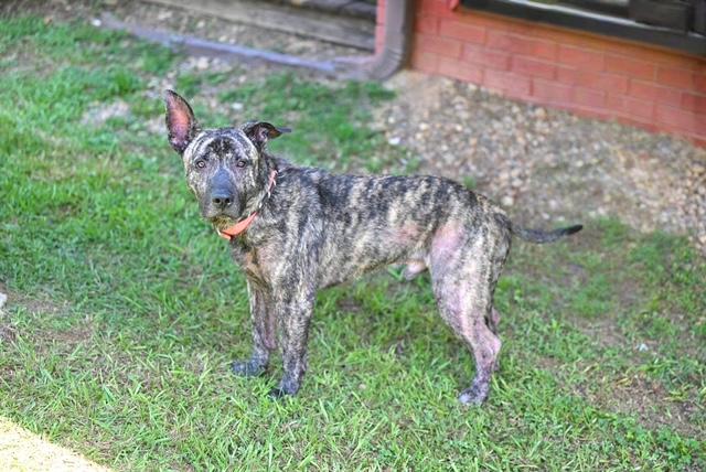 Enlarge FRIENDLY FRED - waiting to bring his love, a ADOPTABLE mixed breed in Underhill, VT image 4/4