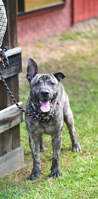 FRIENDLY FRED - waiting to bring his love, ADOPTABLE, Young Male Dutch Shepherd.