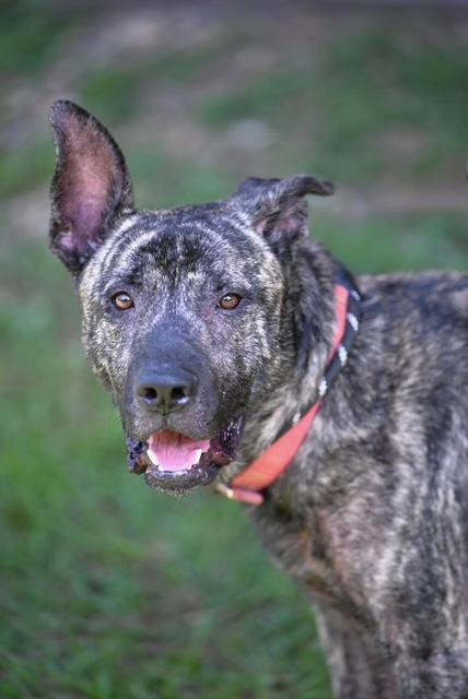 Enlarge FRIENDLY FRED - waiting to bring his love, a ADOPTABLE mixed breed in Underhill, VT image 2/4