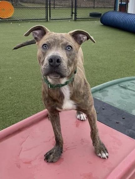 Louie, Adoptable, Young Male Pit Bull Terrier.